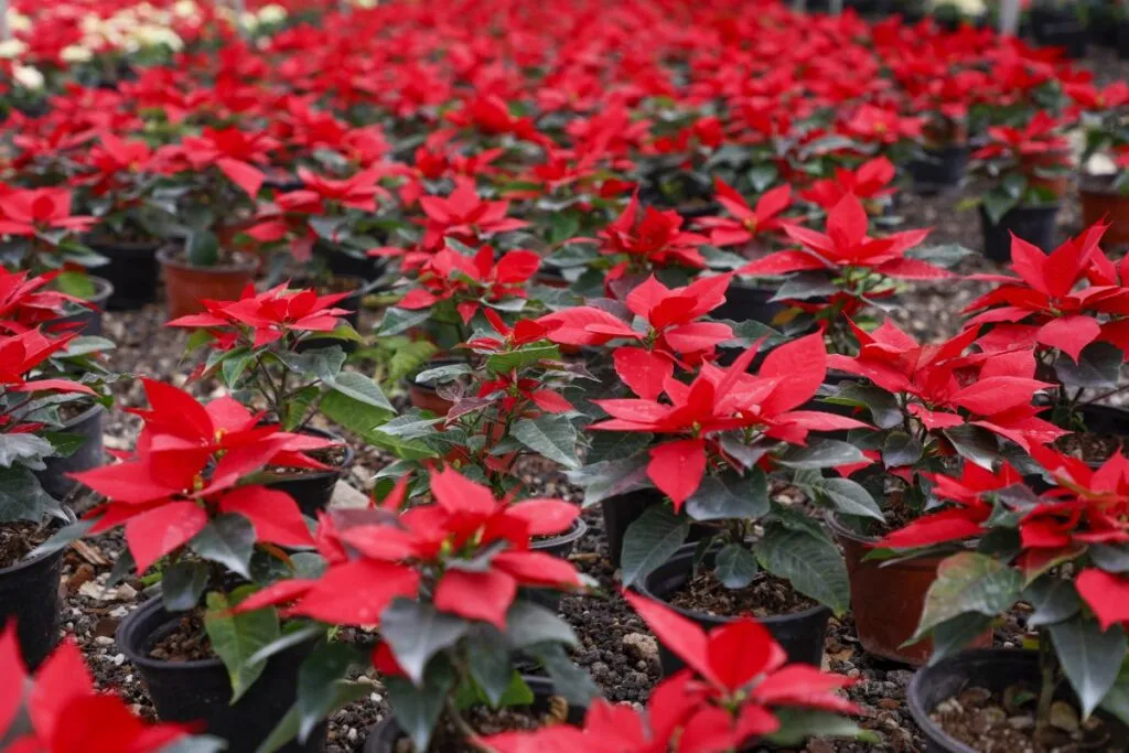 Nochebuena, flor asociada a las fiestas decembrinas.