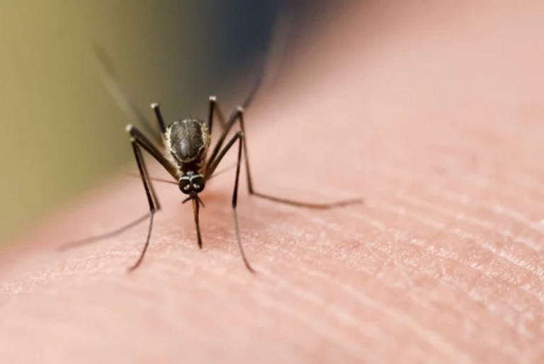 Mosquito transmisor del dengue.