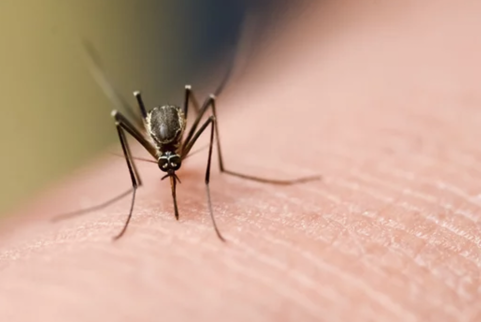 Mosquito transmisor del dengue.