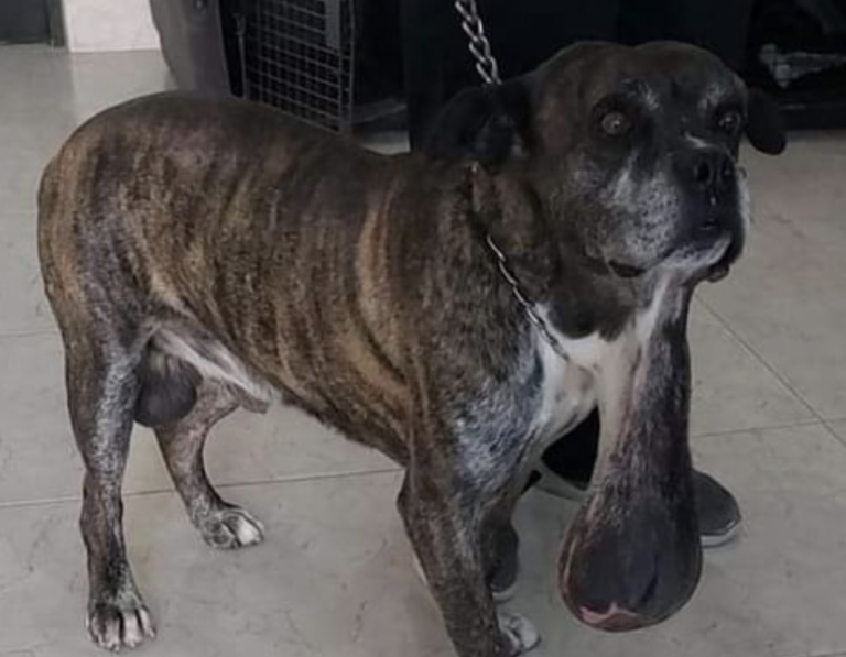 Los tumores que tiene Igor le impiden moverse.