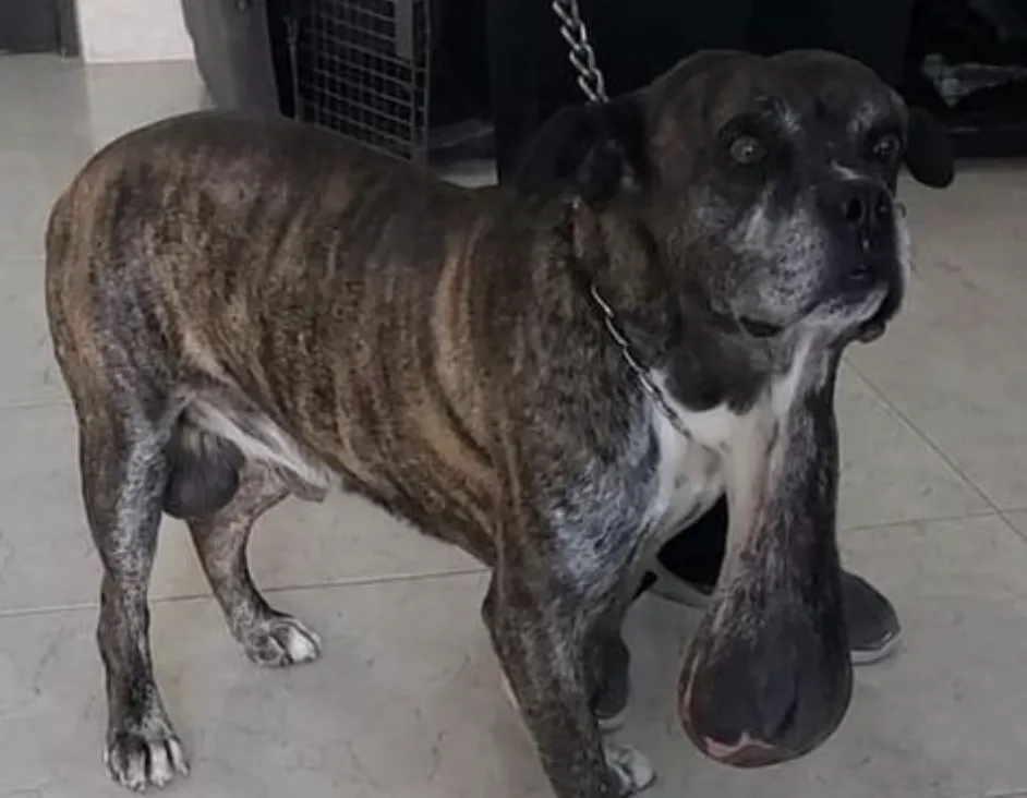 Los tumores que tiene Igor le impiden moverse.