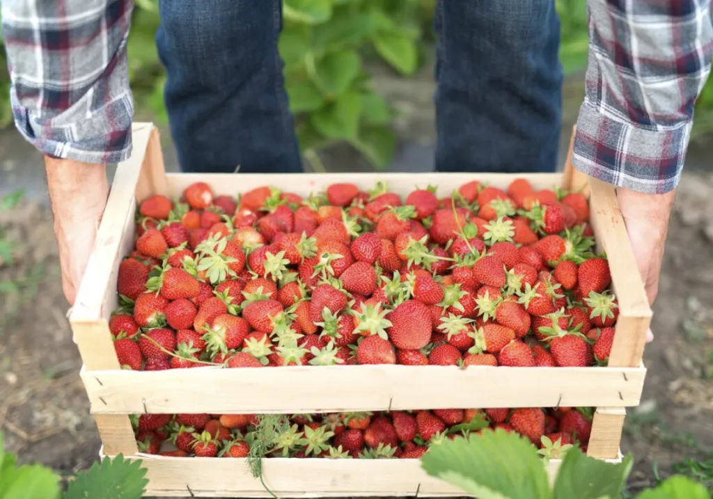 México es el tercer productor mundial de fresa.