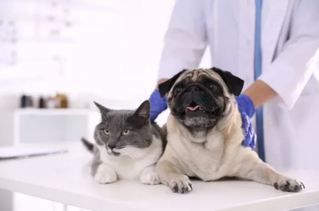 En Guanajuato empezará la campaña de vacunación contra la rabia para perros y gatos.