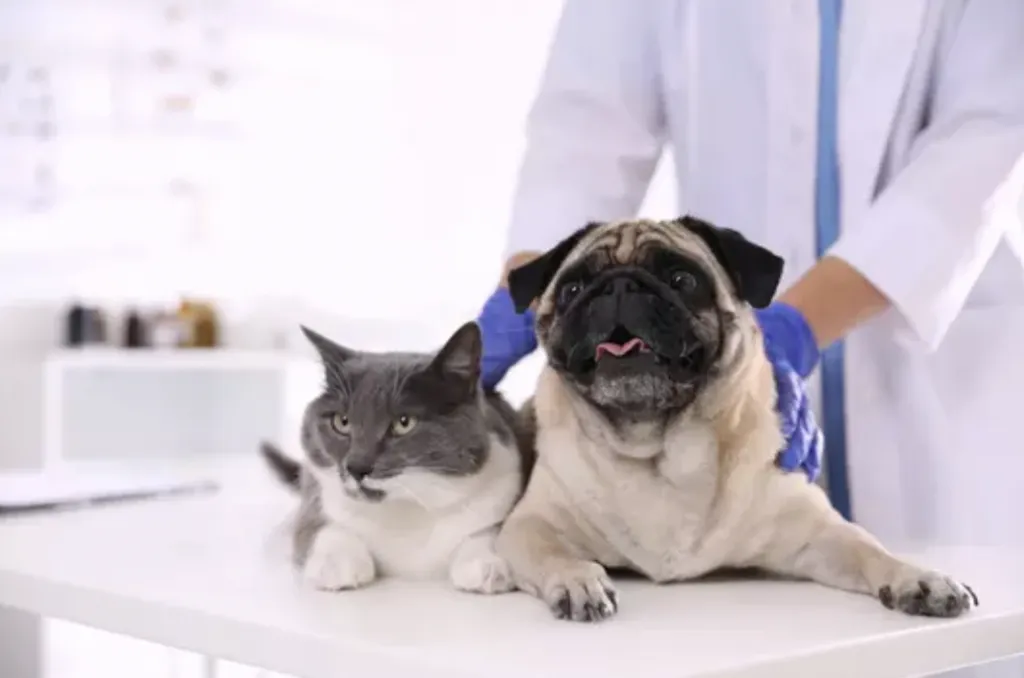 En Guanajuato empezará la campaña de vacunación contra la rabia para perros y gatos.