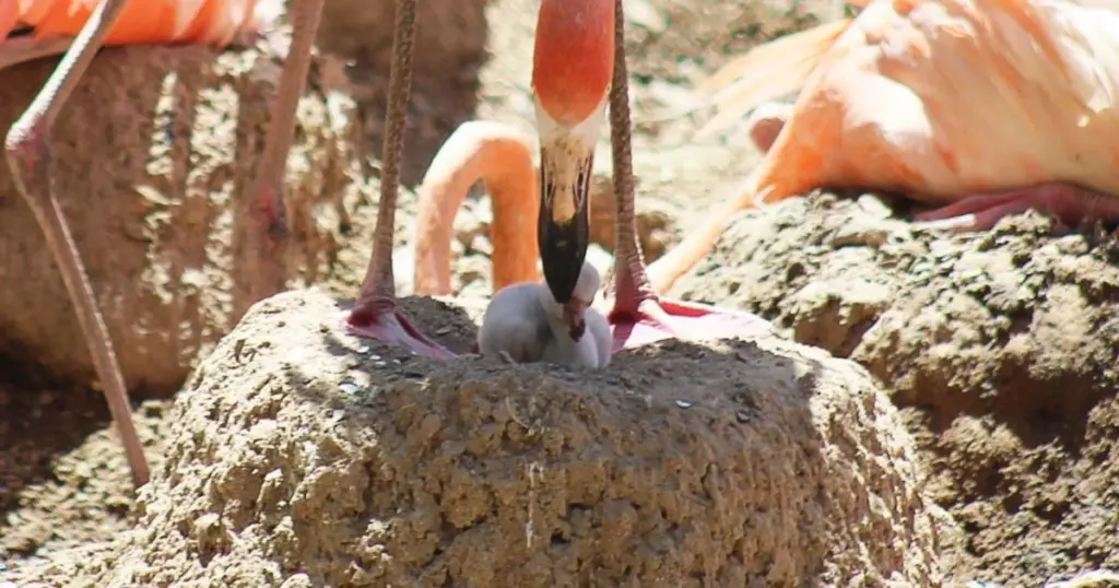Flamenco americano nace en el Zoológico de León