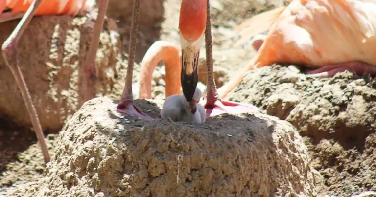 Flamenco americano nace en el Zoológico de León