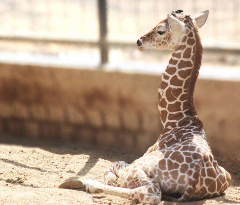 ¡Nació la cría de Jirafa Reticulada en el Zooleón!