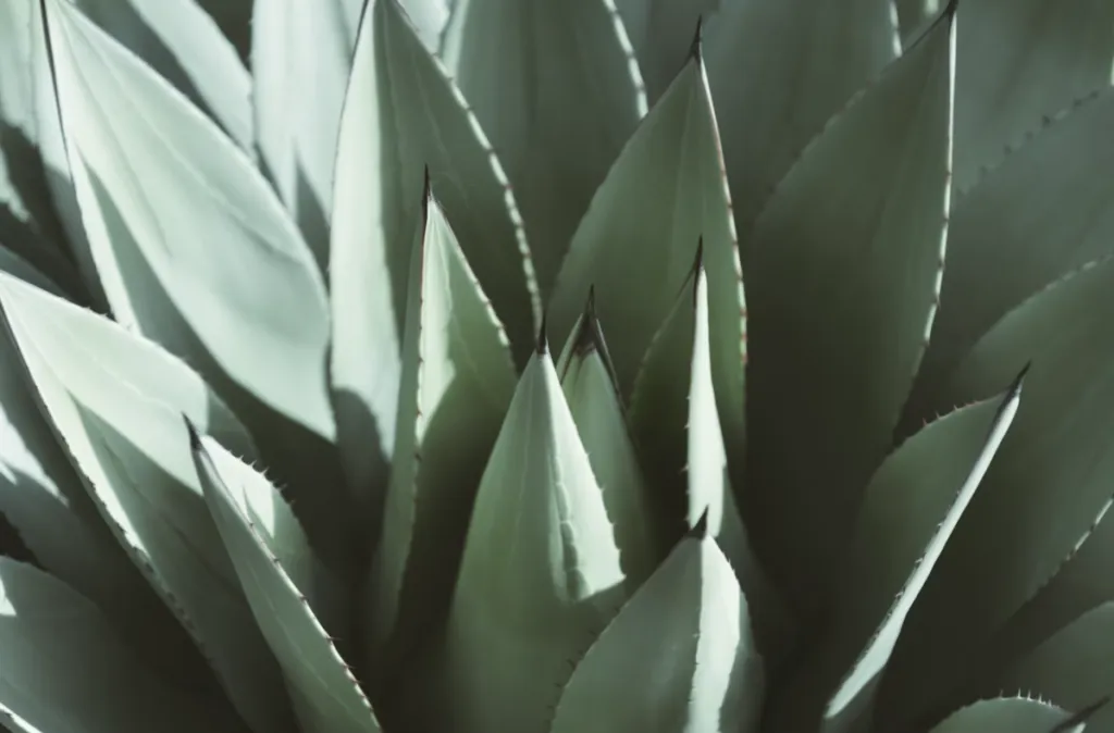 Purísima del Rincón es uno de los siete municipios guanajuatenses con denominación de origen del agave.