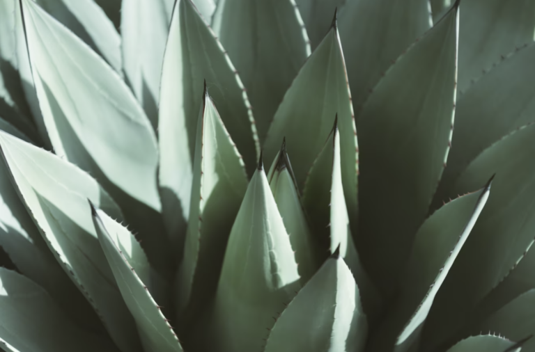 Purísima del Rincón es uno de los siete municipios guanajuatenses con denominación de origen del agave.