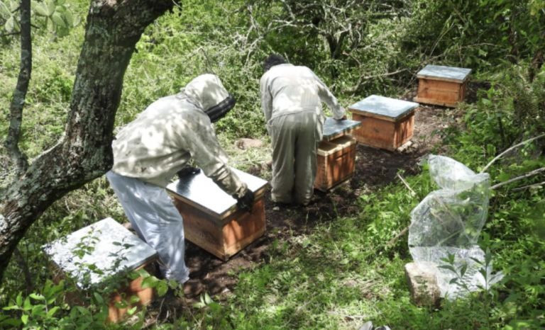 La SMAOT basa su estrategia de preservación de las abejas en las ANP.
