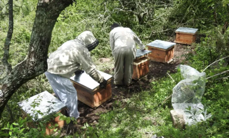 La SMAOT basa su estrategia de preservación de las abejas en las ANP.