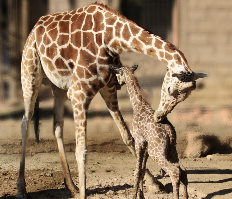 "Hope" es el nombre del nuevo inquilino del Zooléon.