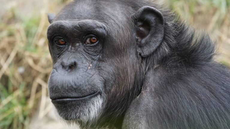 Zoológico de León no podrá tener más chimpancés