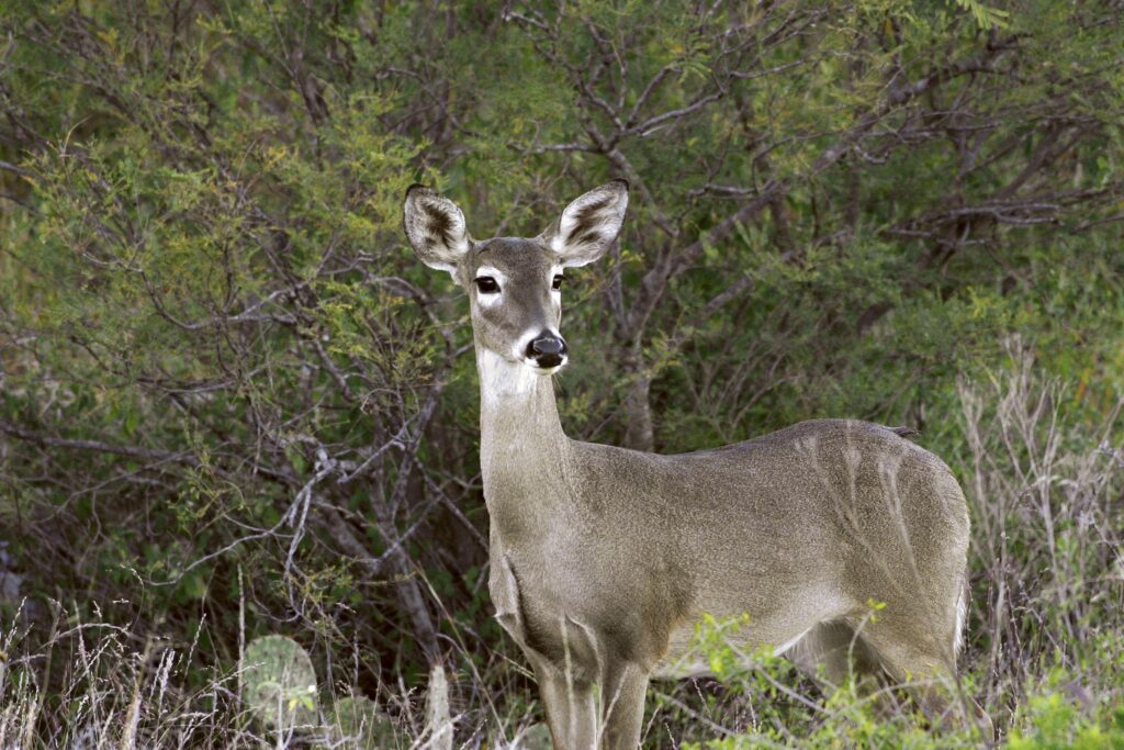 El Venado cola blanca es especie protegida