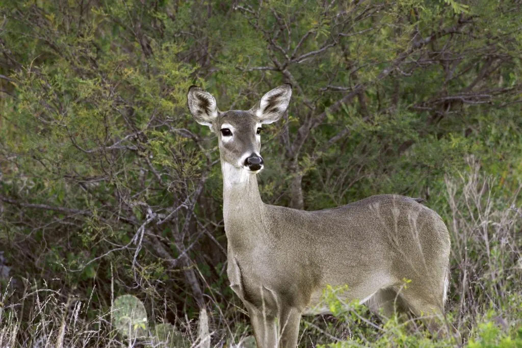 El Venado cola blanca es especie protegida