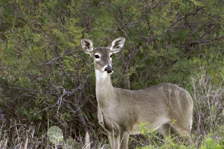 El Venado cola blanca es especie protegida