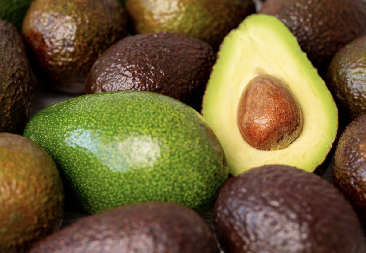 ¿Por qué se habla del aguacate criollo de Guanajuato?