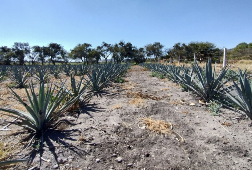 La industria del tequila en Guanajuato creció 65% en 2020.