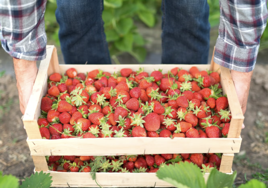 Producción de fresas