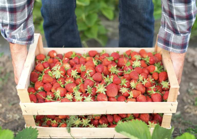 Producción de fresas