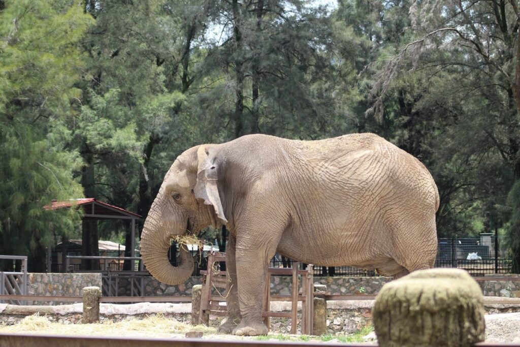 Fallece Davy, elefante del zoológico de León