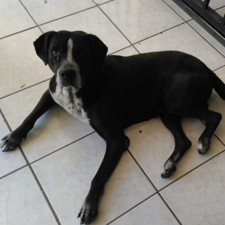 El Negro es un perro callejero que se ganó el corazón de su comunidad