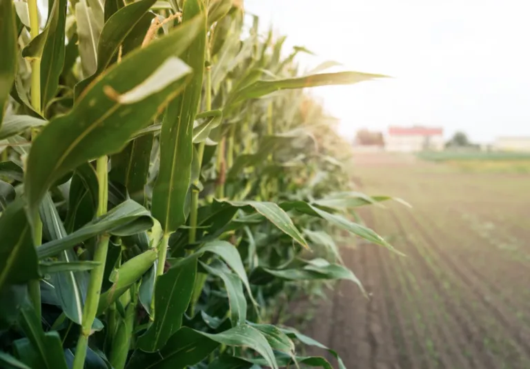 La planta tendrá una inversión de 300 mdd según la Secretaría de Economía.
