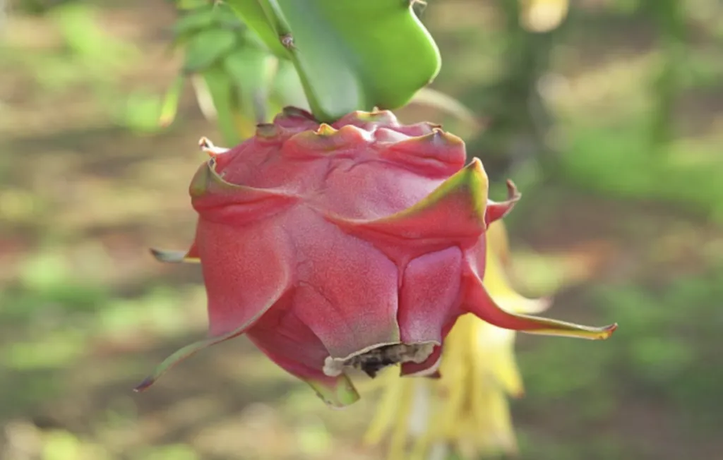 Hasta antes de 2018, no se veía el cultivo de pitahaya en ningún huerto guanajuatense.