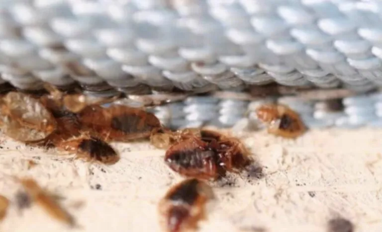 Ya son dos diferentes instituciones académicas del país donde se han presentado chinches.