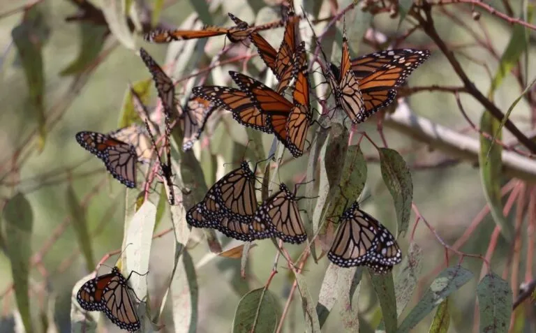 Guanajuato tiene un santuario para mariposas monarca, se encuentra en Doctor Mora