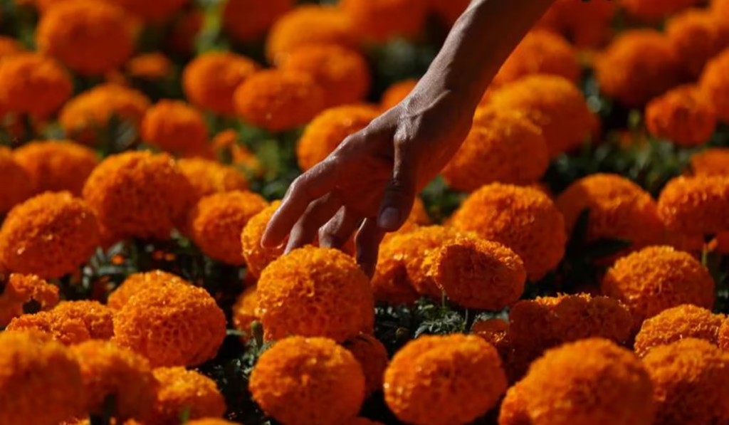 Significado de la flor de cempasúchil en el altar de Día de Muertos