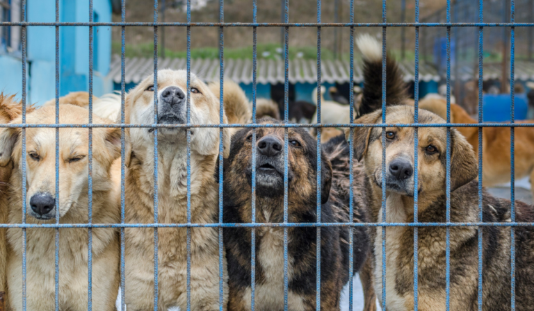Buscan prohibir la venta de animales en espacios públicos en Guanajuato
