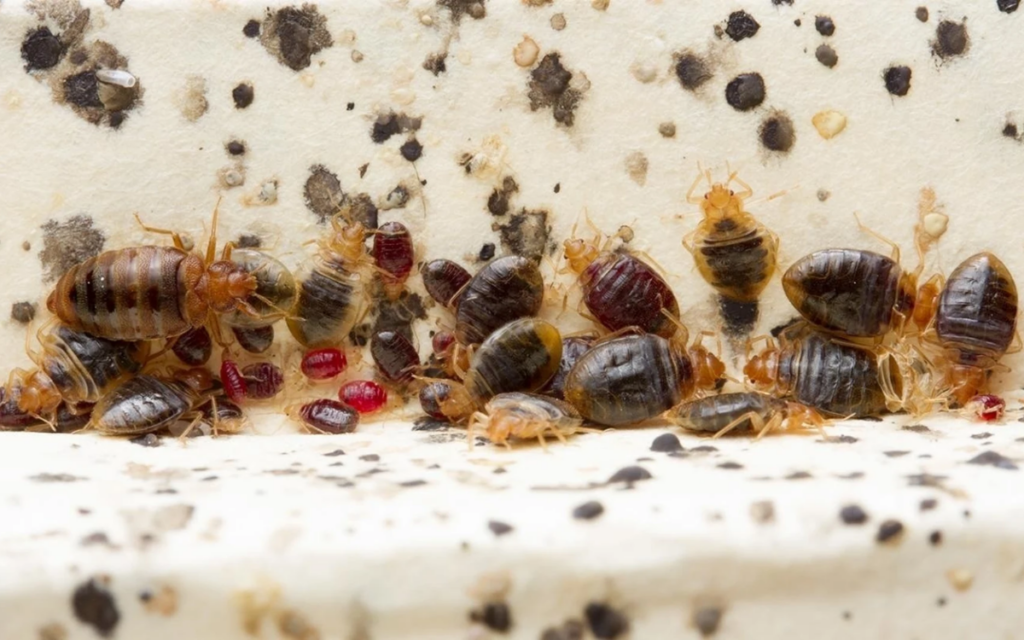 ¿Chinches en Guanajuato? Lo que tienes que sabe