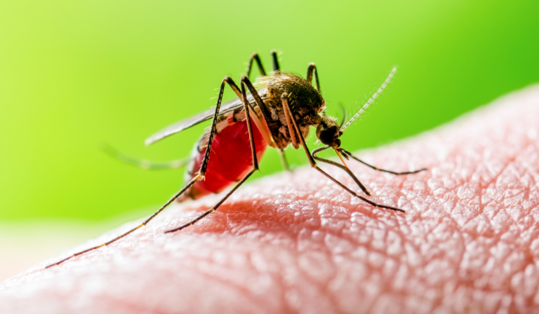 Alarmante incremento de casos de dengue en Guanajuato