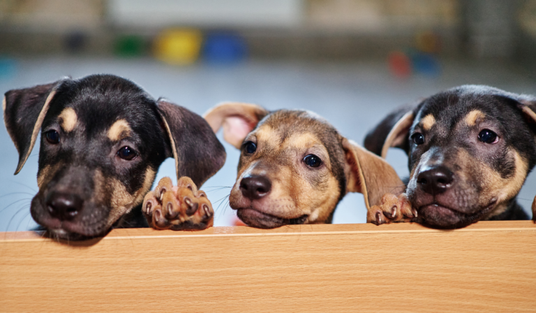 Refugio de perritos en Celaya se encuentra en peligro por embargo