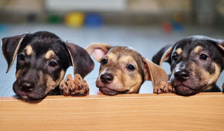 Refugio de perritos en Celaya se encuentra en peligro por embargo