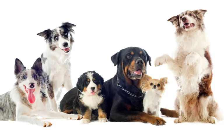 El lenguaje secreto de los perros: Las 15 palabras que tu peludo entiende