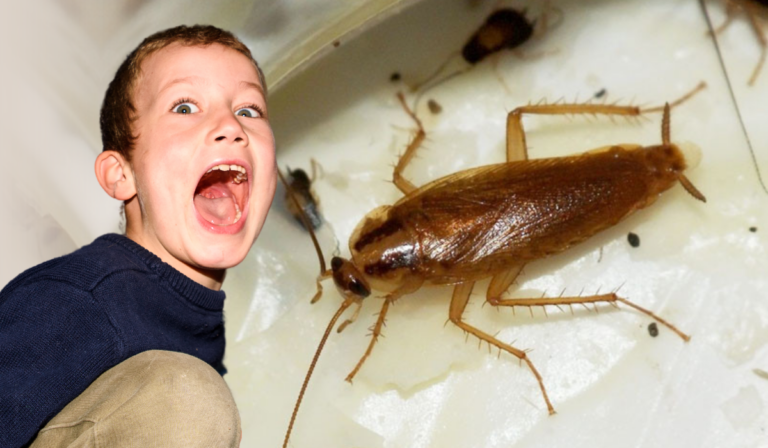 ¡Alerta Roja! Invasión de 'Cucarachas' o 'Juanes' en Guanajuato capital