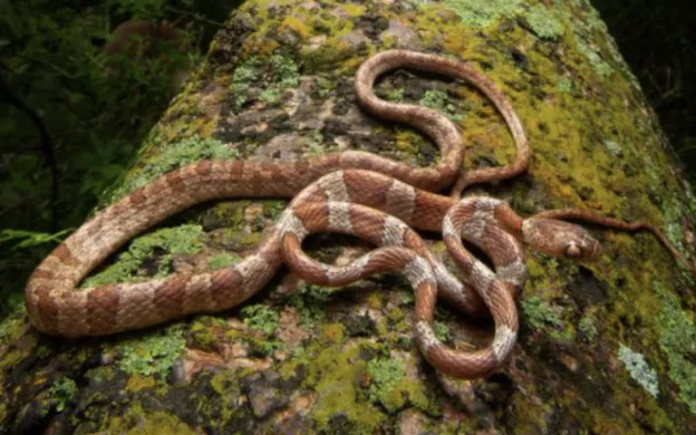 Registra Guanajuato cuatro nuevas especies de fauna en las Áreas Naturales Protegidas (ANP) del estado.