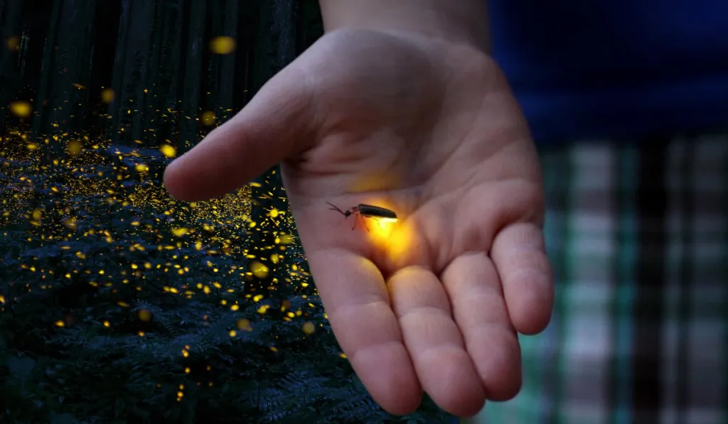 ¿Dónde están las luciérnagas de Guanajuato? ¿Qué les pasó?