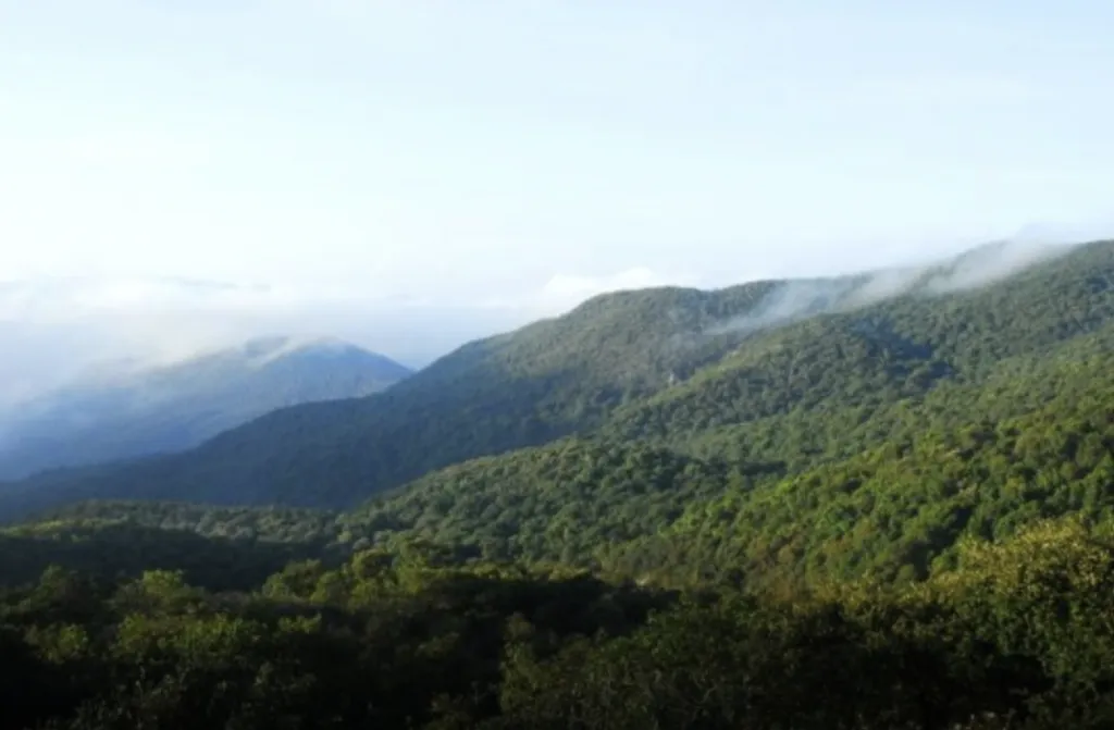 En la Sierra de Santa Rosa yace una zona boscosa donde se concentra mucha neblina. 