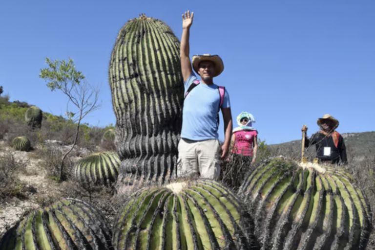 En Tierra de Gigantes hay múltiples especies de biznagas.