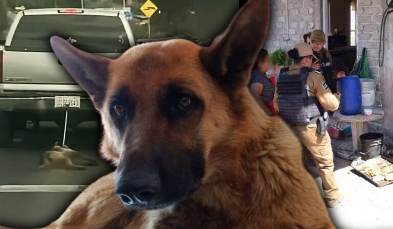 Rescatan a perra siendo arrastrada en carretera de Guanajuato