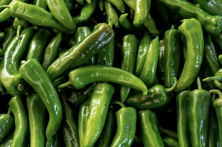 La Secretaría de Agricultura y Desarrollo Rural informó que Sinaloa, Chihuahua, Jalisco, Sonora y Zacatecas, en conjunto, aportan cerca del 67 por ciento del volumen nacional de chile verde.