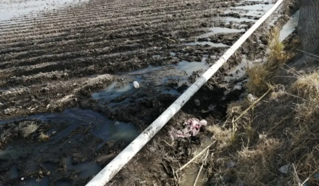 Desesperación por sequía: Campesinos riegan con “aguas negras” en Guanajuato