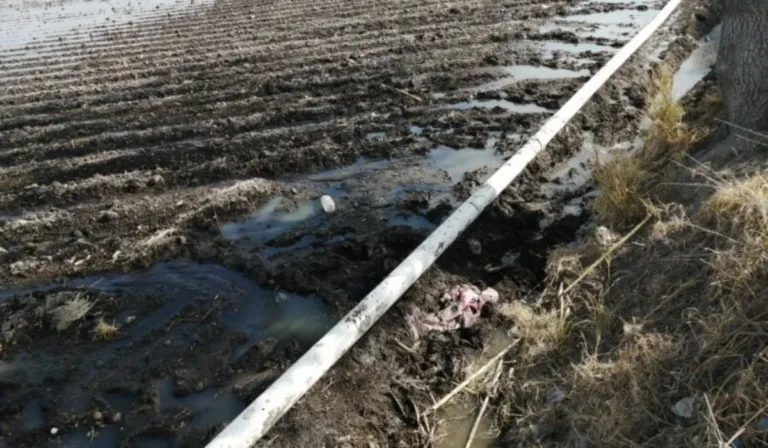 Desesperación por sequía: Campesinos riegan con “aguas negras” en Guanajuato