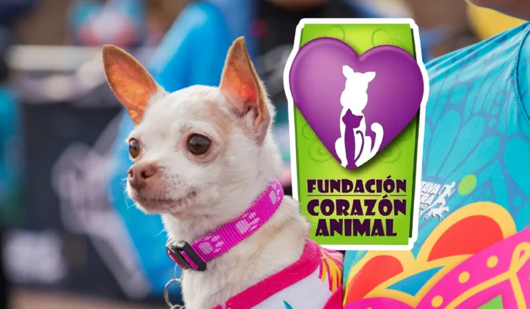 Fundación Corazón Animal pide ayuda urgente para salvar su albergue