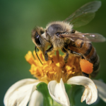El 20 de mayo se proclamó el Día Mundial de las Abejas con el fin de dar a conocer la importancia de estos insectos y otros polinizadores.