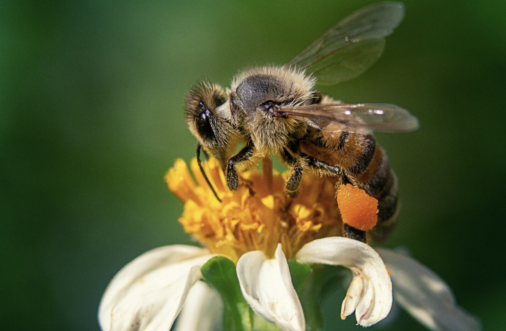 El 20 de mayo se proclamó el Día Mundial de las Abejas con el fin de dar a conocer la importancia de estos insectos y otros polinizadores.