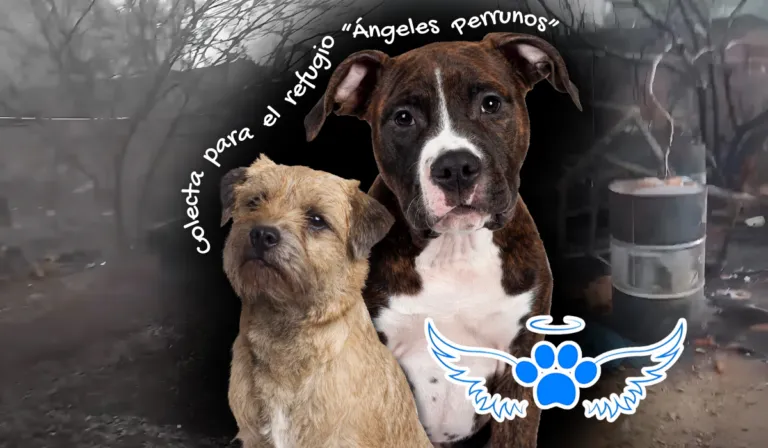 Colecta para el refugio "Ángeles Perrunos" tras incendio en Silao